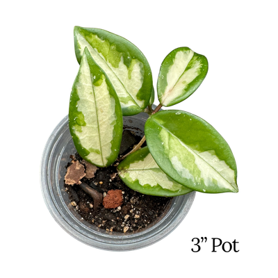 Hoya Carnosa Krimson Princess