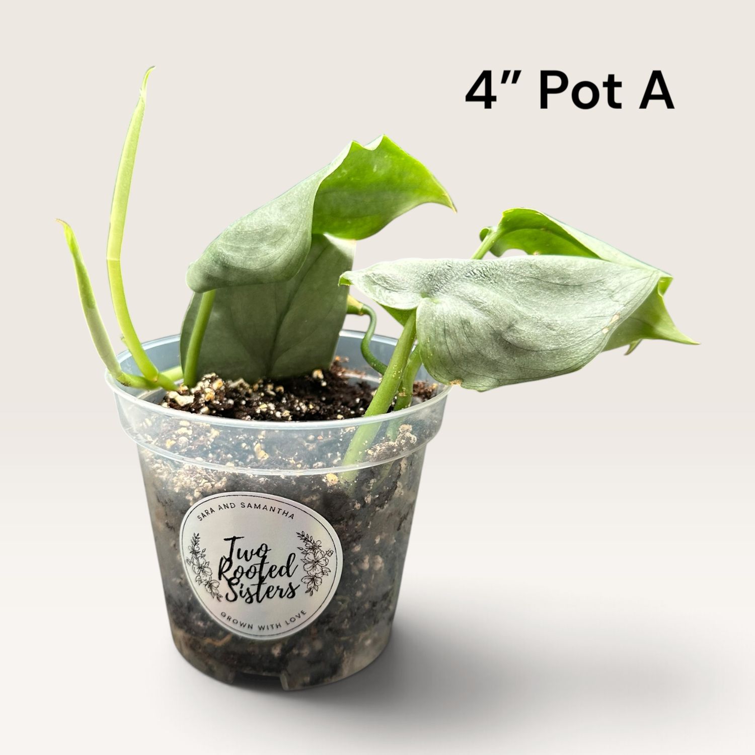 Scindapsus Pictus ‘Platinum’