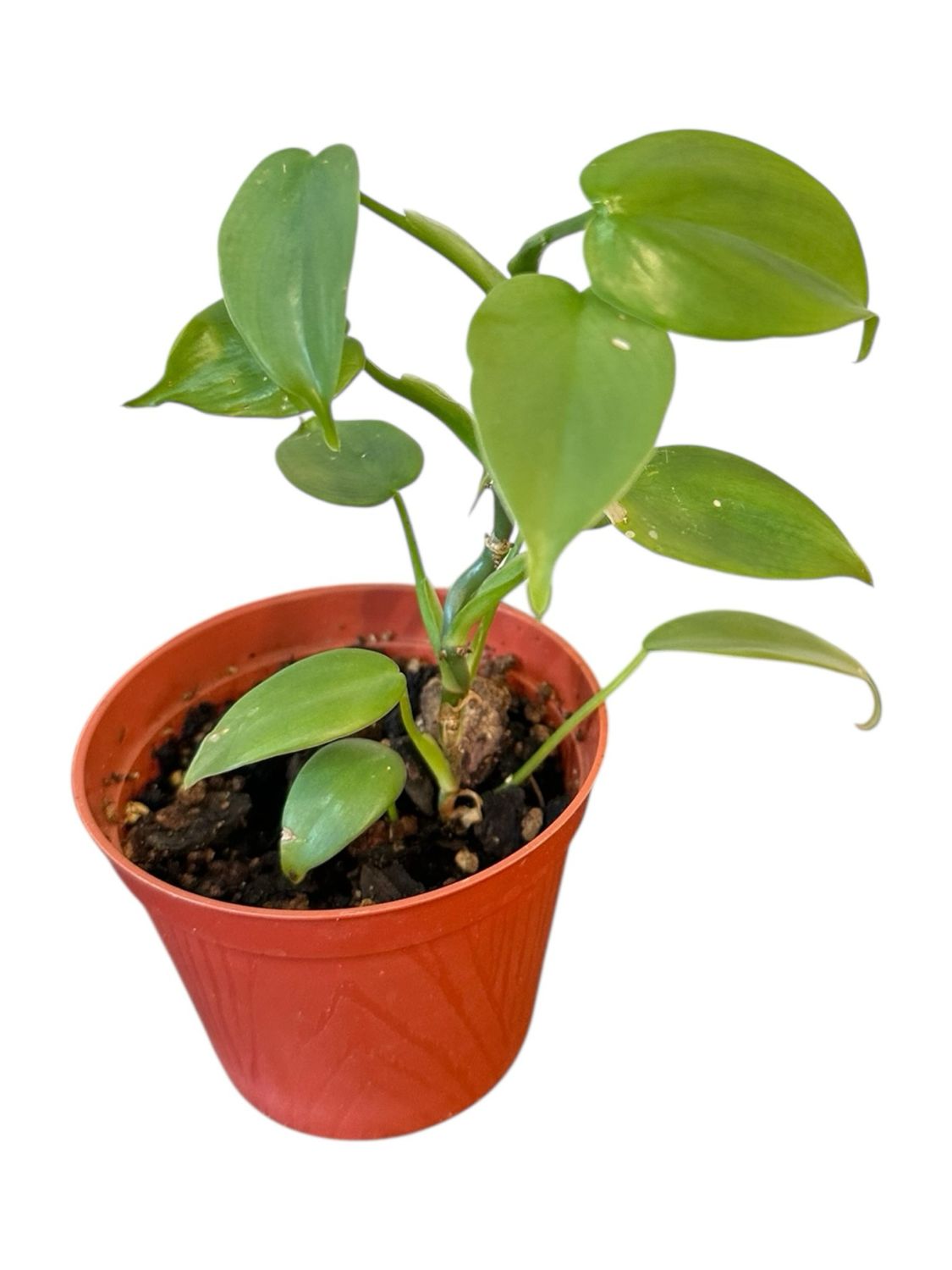 Philodendron Silver Sword