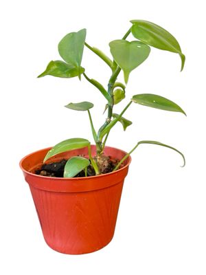 Philodendron Silver Sword