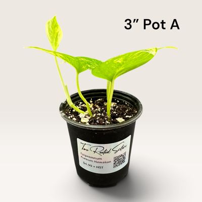 Hawaiian Pothos