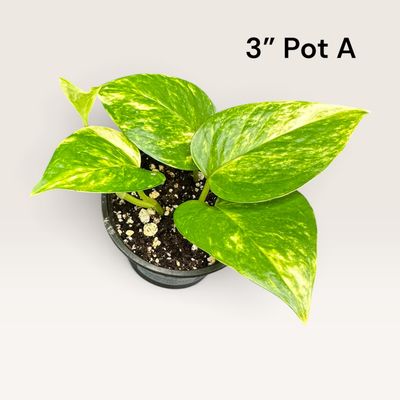 Hawaiian Pothos