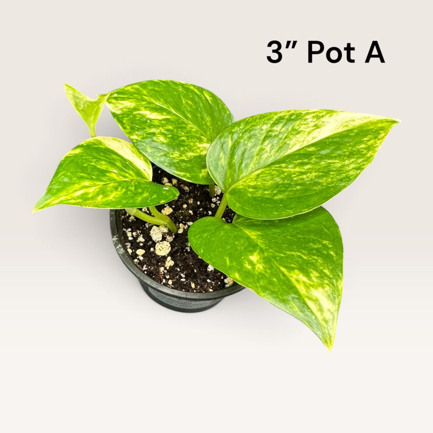 Hawaiian Pothos