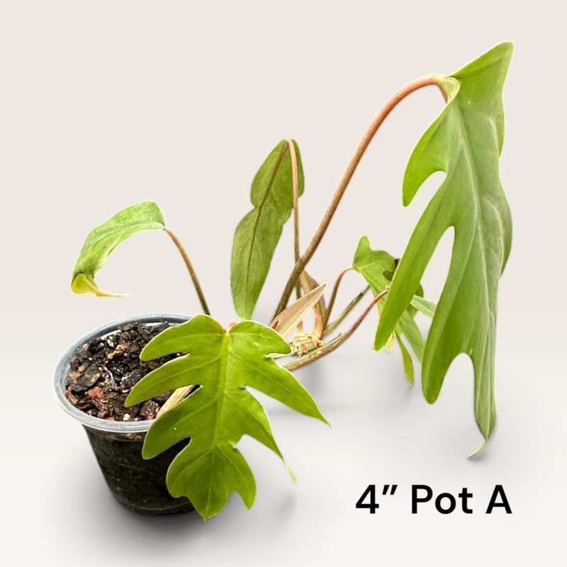 Philodendron Tahiti 