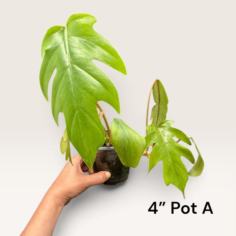 Philodendron Tahiti 