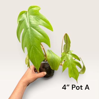 Philodendron Tahiti 