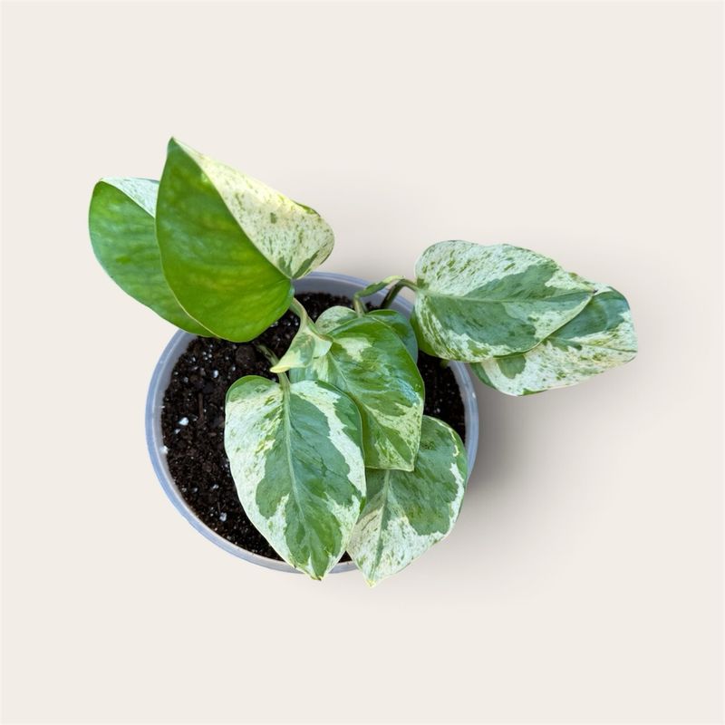 Pearls &amp; Jade Pothos