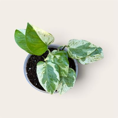 Pearls & Jade Pothos