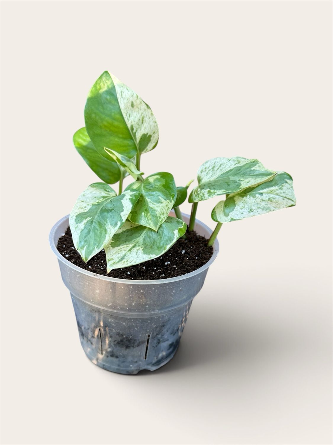 Pearls &amp; Jade Pothos