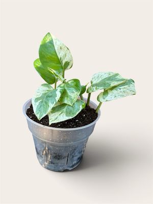 Pearls & Jade Pothos