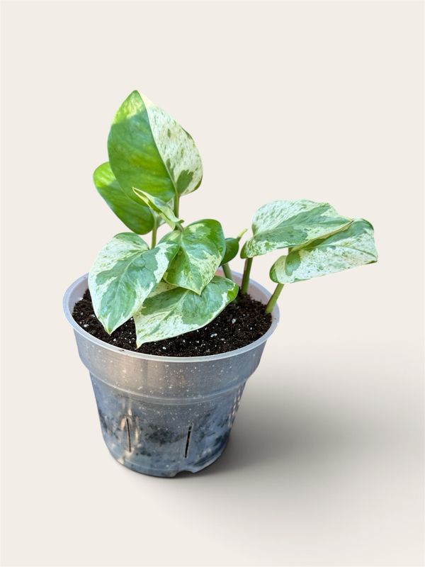 Pearls &amp; Jade Pothos