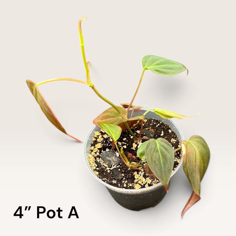 Philodendron Micans