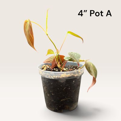 Philodendron Micans