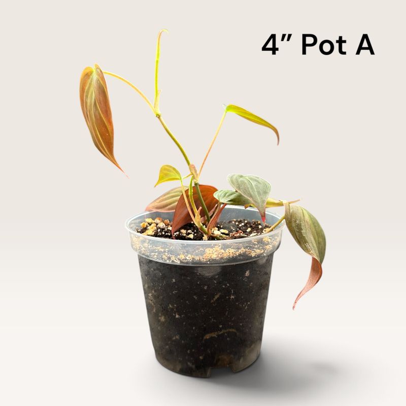 Philodendron Micans