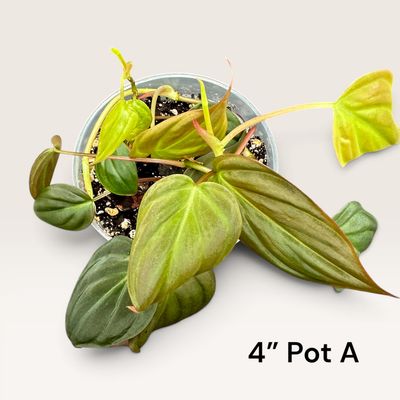 Philodendron Micans