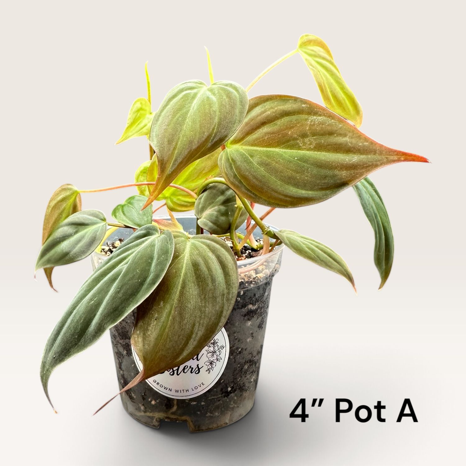 Philodendron Micans
