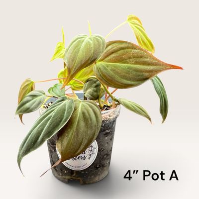 Philodendron Micans