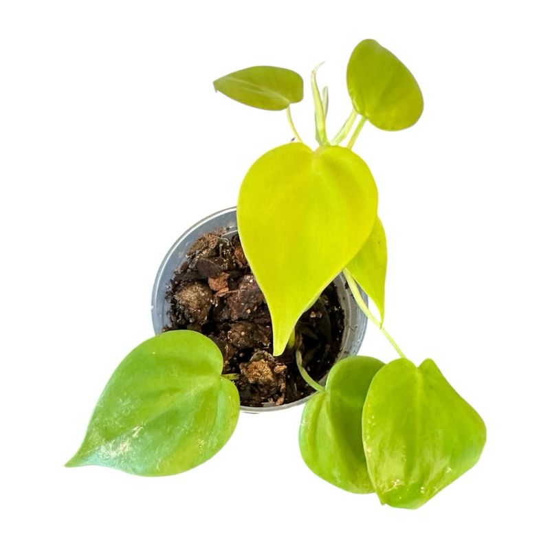 Philodendron Cordatum Lemon Lime