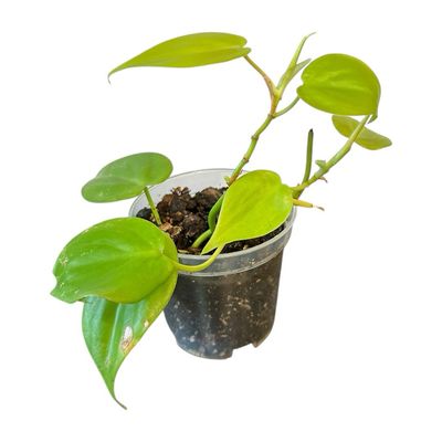 Philodendron Cordatum Lemon Lime