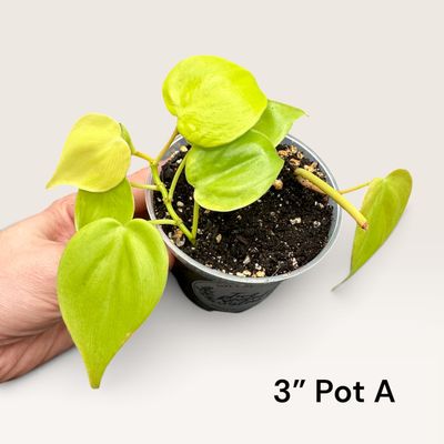 Philodendron Cordatum Lemon Lime