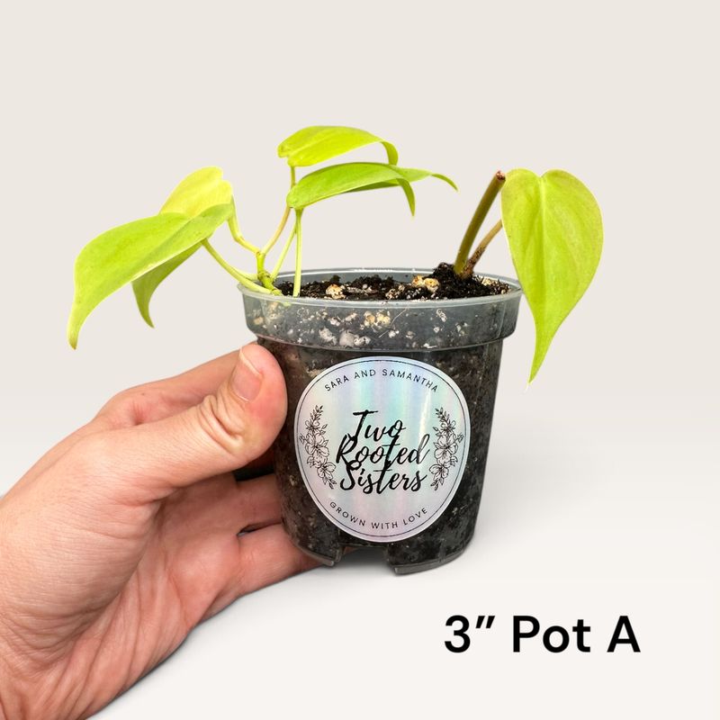 Philodendron Cordatum Lemon Lime
