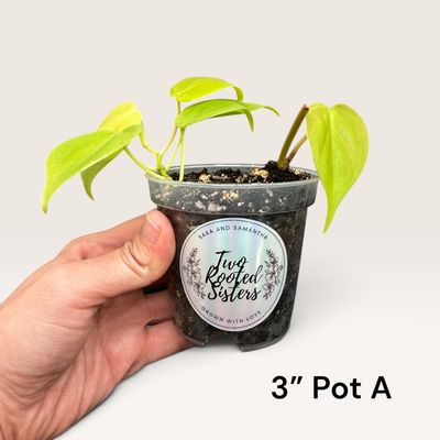 Philodendron Cordatum Lemon Lime