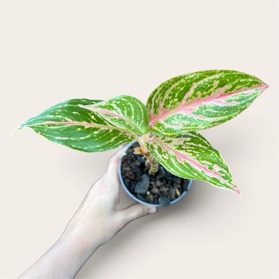 Sparkling Sarah Aglaonema