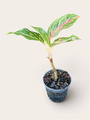 Sparkling Sarah Aglaonema