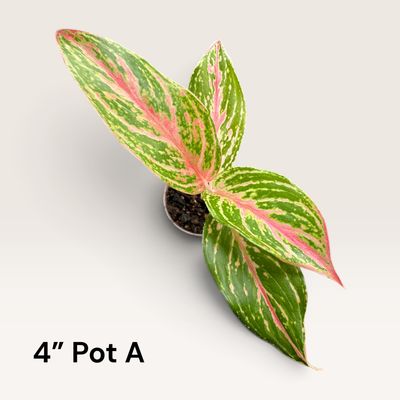 Sparkling Sarah Aglaonema