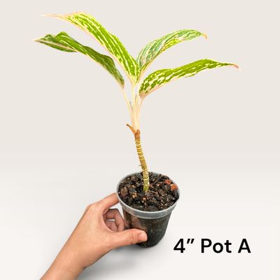 Sparkling Sarah Aglaonema