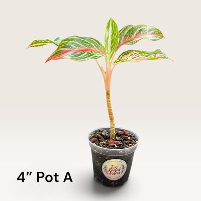 Sparkling Sarah Aglaonema