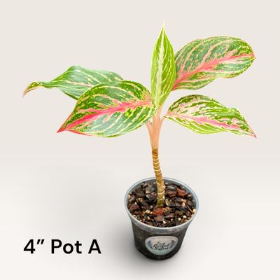 Sparkling Sarah Aglaonema