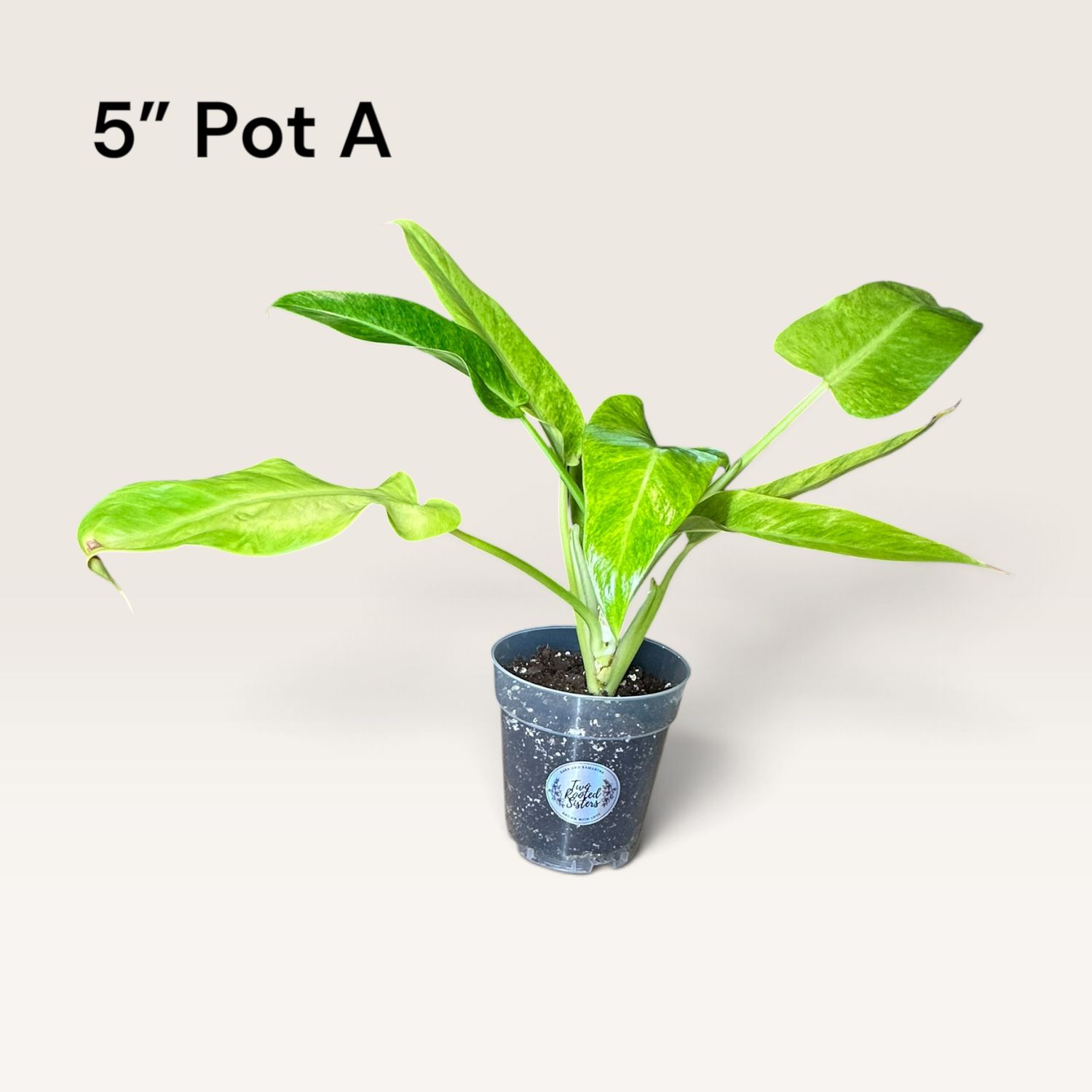 Philodendron Caulkins Gold