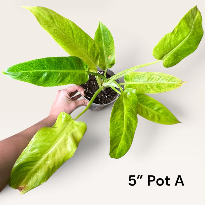 Philodendron Caulkins Gold