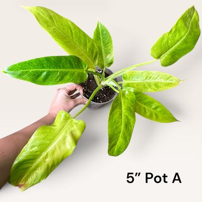 Philodendron Caulkins Gold
