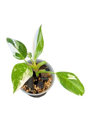 Philodendron White Princess