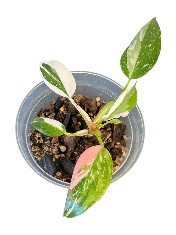 Philodendron White Princess