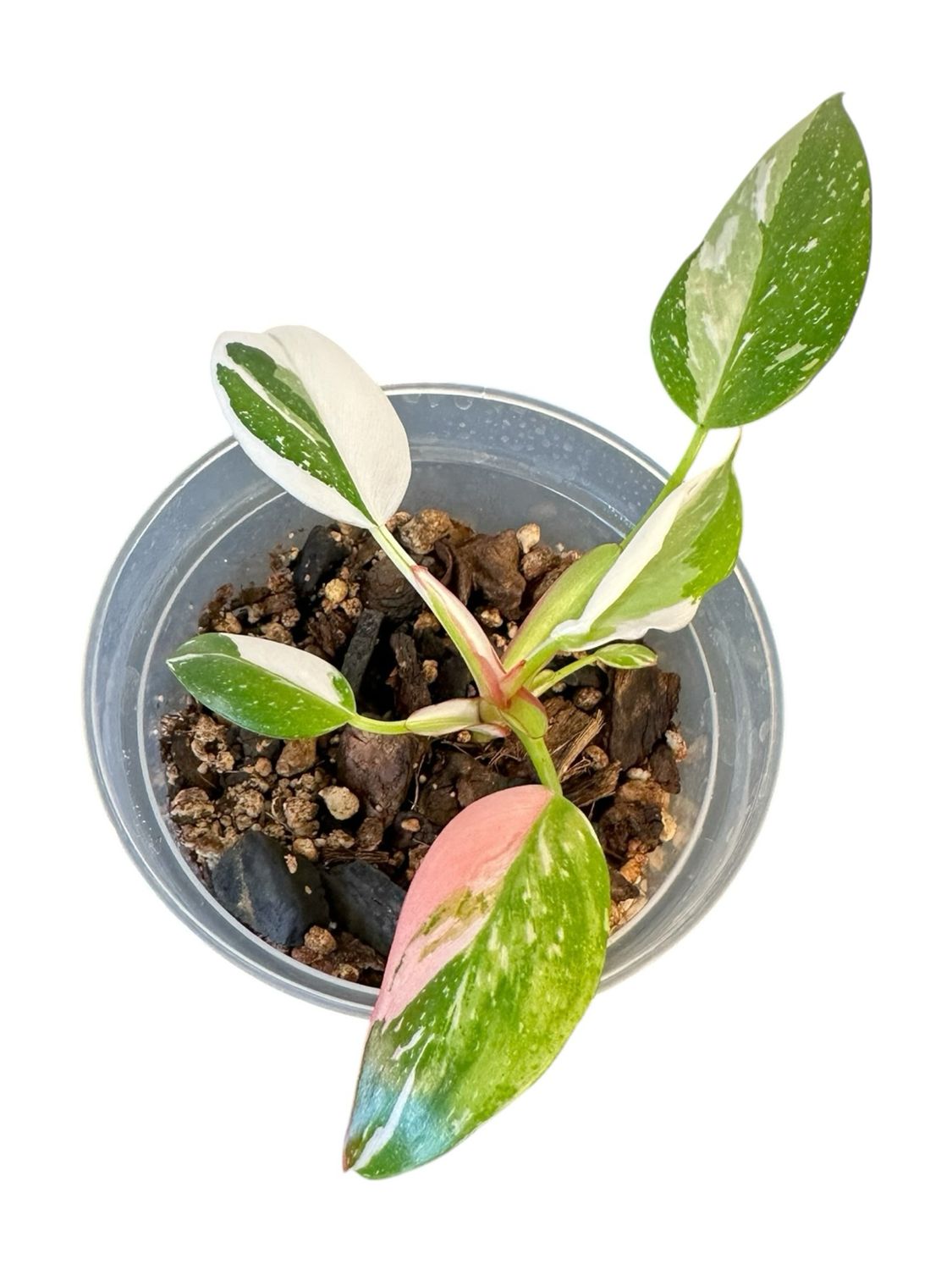 Philodendron White Princess