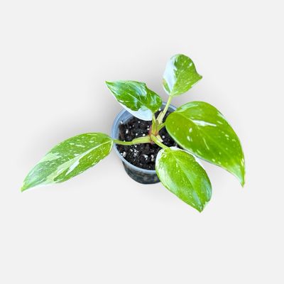 Philodendron White Princess