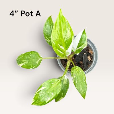 Philodendron White Princess