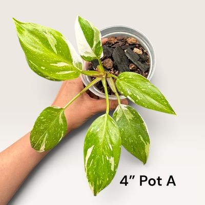 Philodendron White Princess Philodendron White Princess