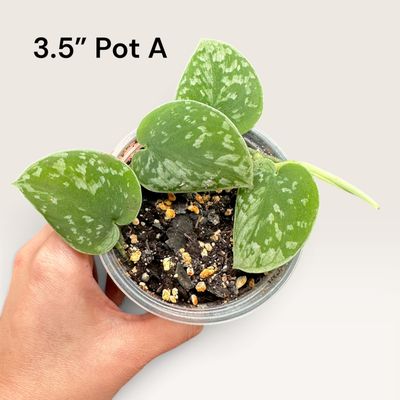 Scindapsus Pictus ‘Silvery Ann’