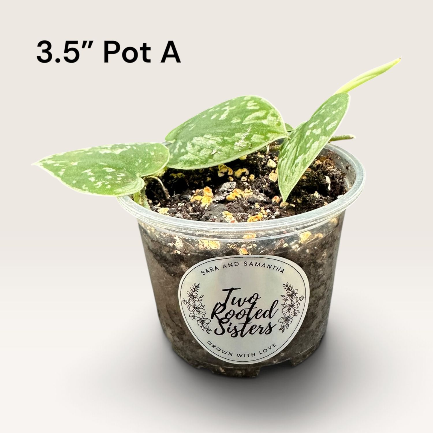 Scindapsus Pictus ‘Silvery Ann’