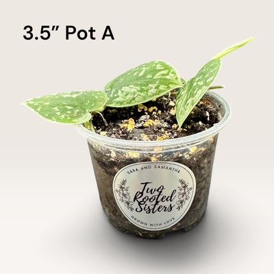 Scindapsus Pictus ‘Silvery Ann’
