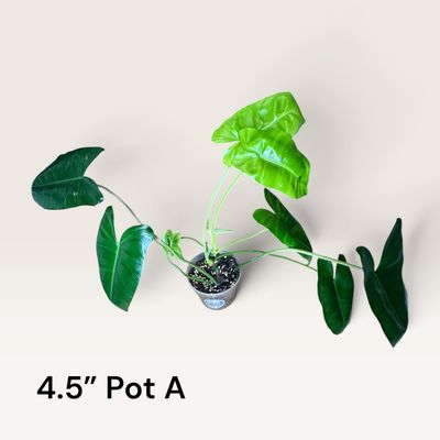 Philodendron Burle Marx