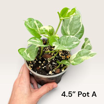 Glacier Pothos