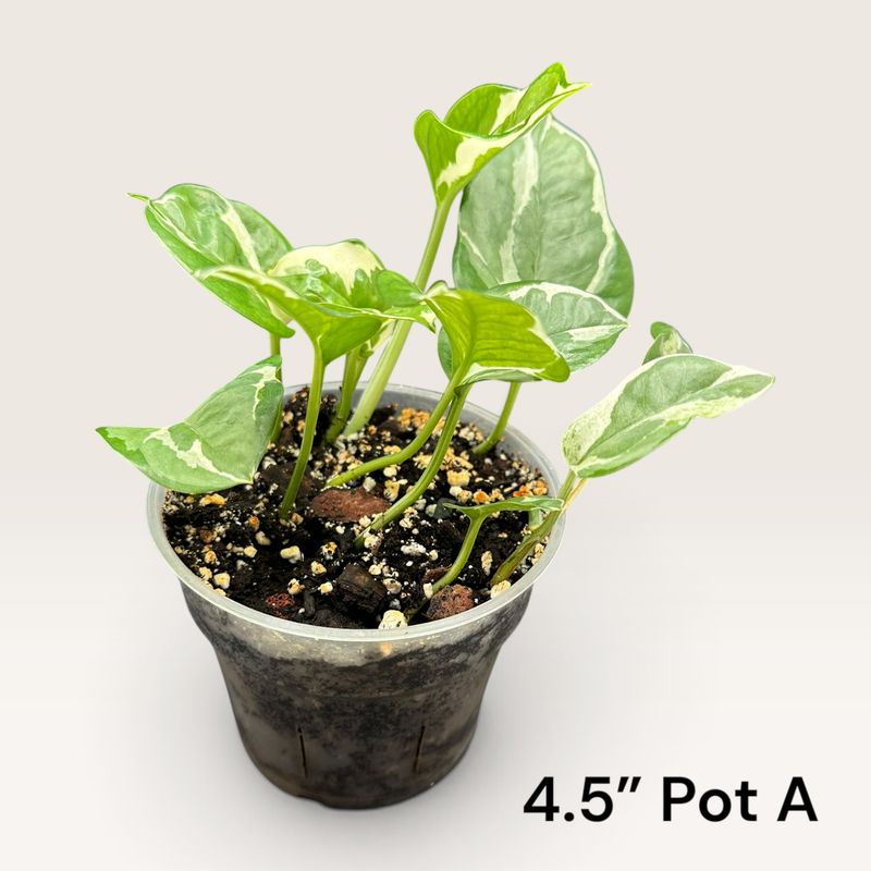 Glacier Pothos