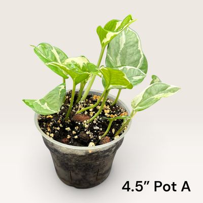Glacier Pothos