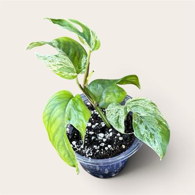 Epipremnum Pinnatum Albo