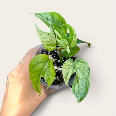 Epipremnum Pinnatum Albo